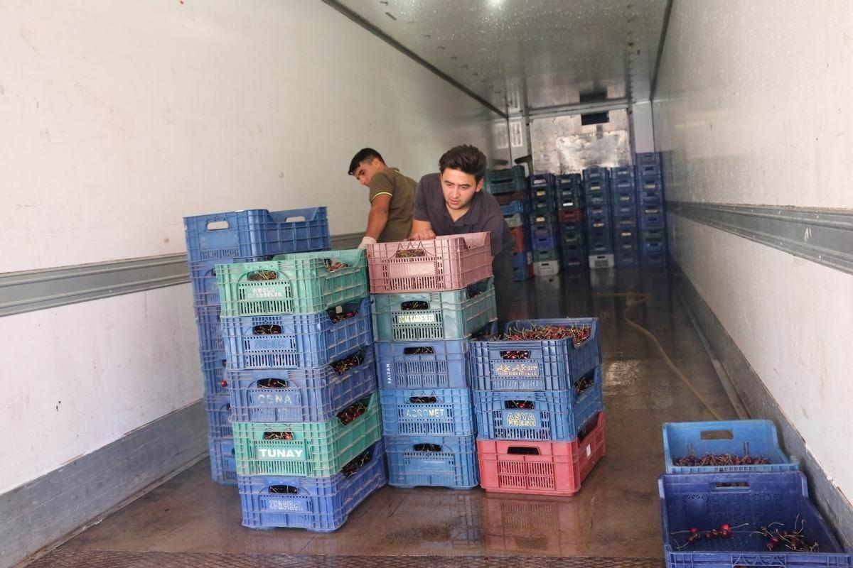 Geç kiraz hasadı üreticinin yüzünü güldürdü