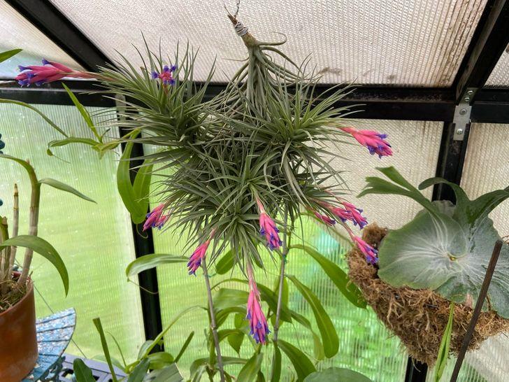 Evinizdeki nemi yok etmeye yarayan 10 bitki