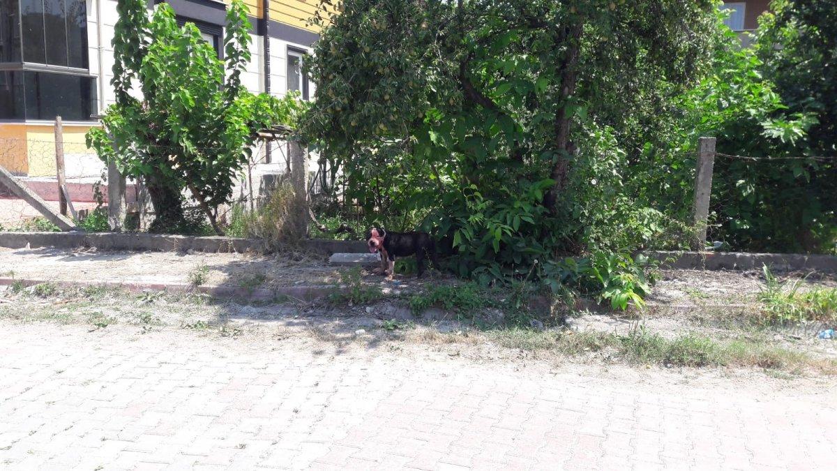 Sinop’ta pitbull, midilliye saldırdı