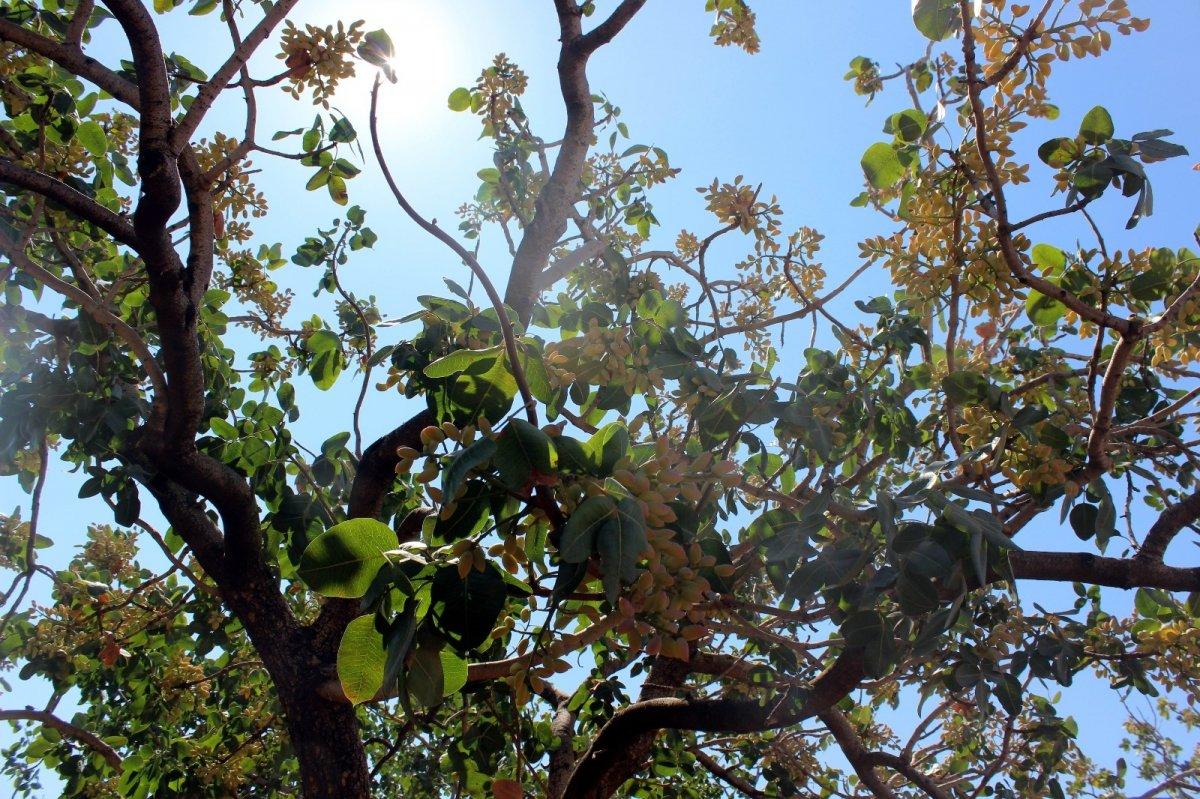 Boz fıstık hasadı başladı