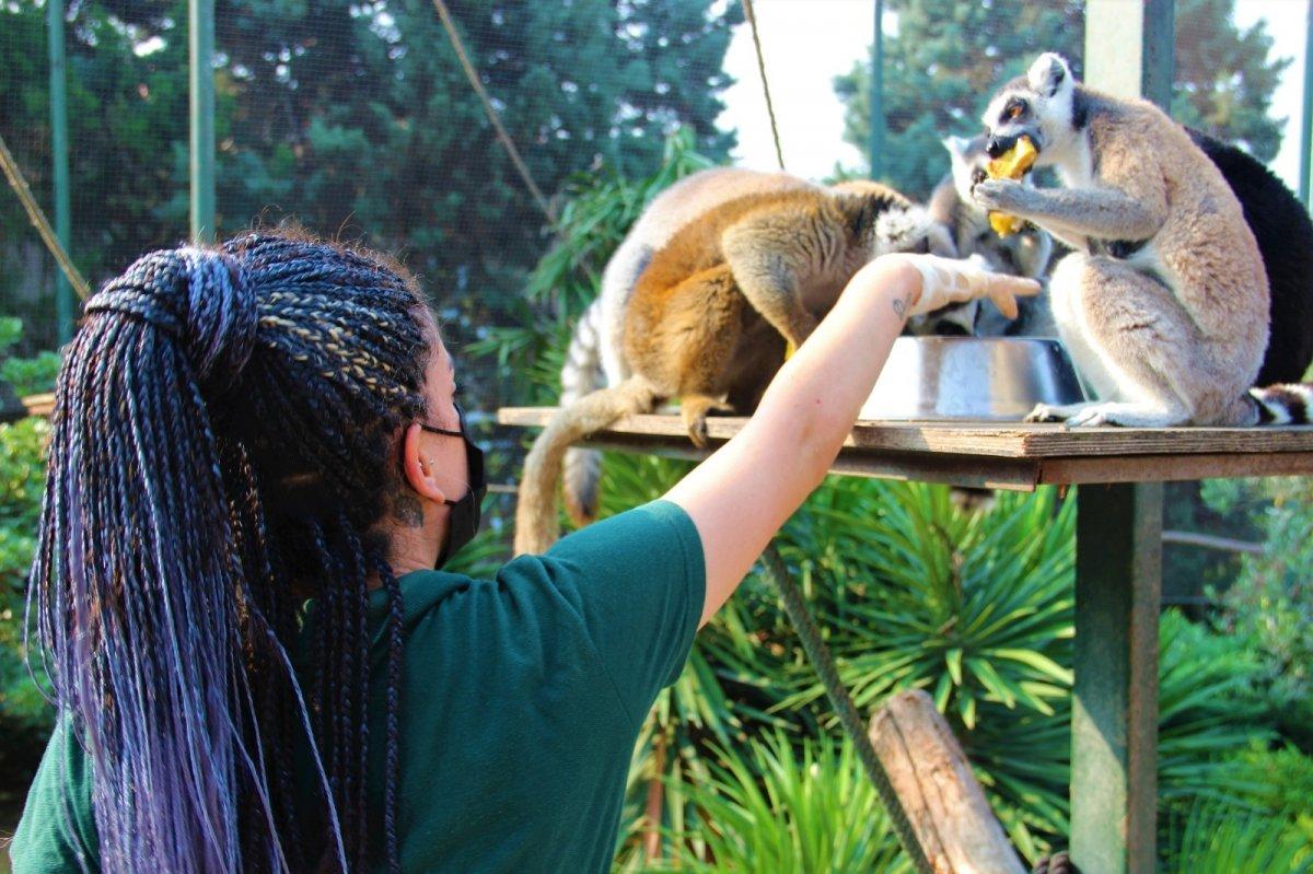 Darıca'da 21 lemur var