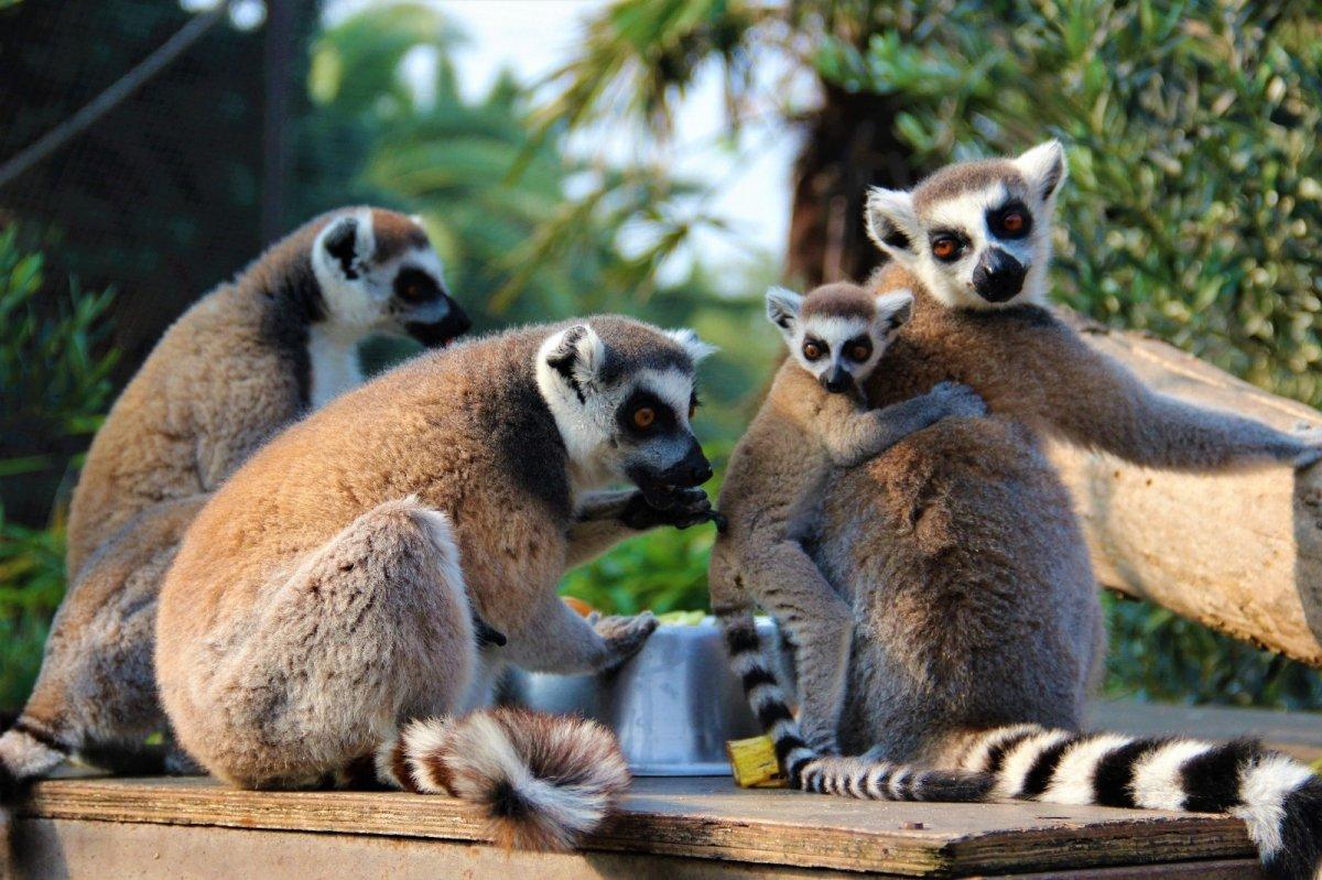 Darıca'da 21 lemur var
