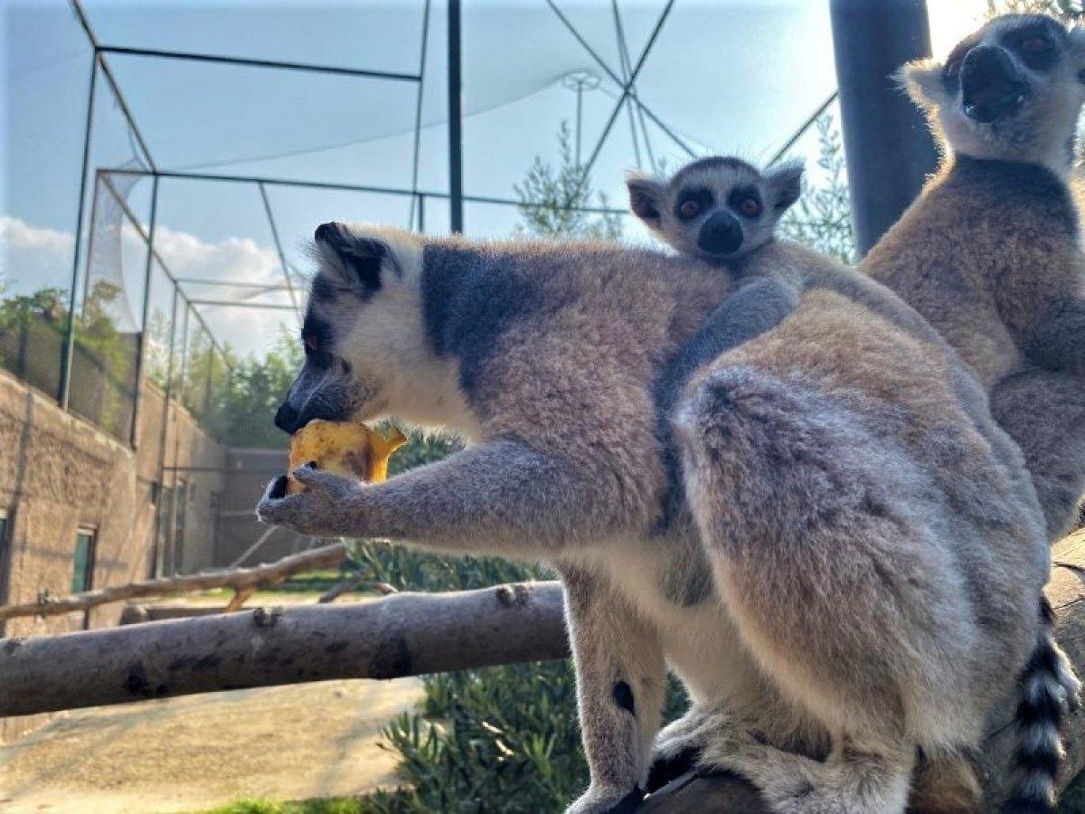 Darıca'da 21 lemur var