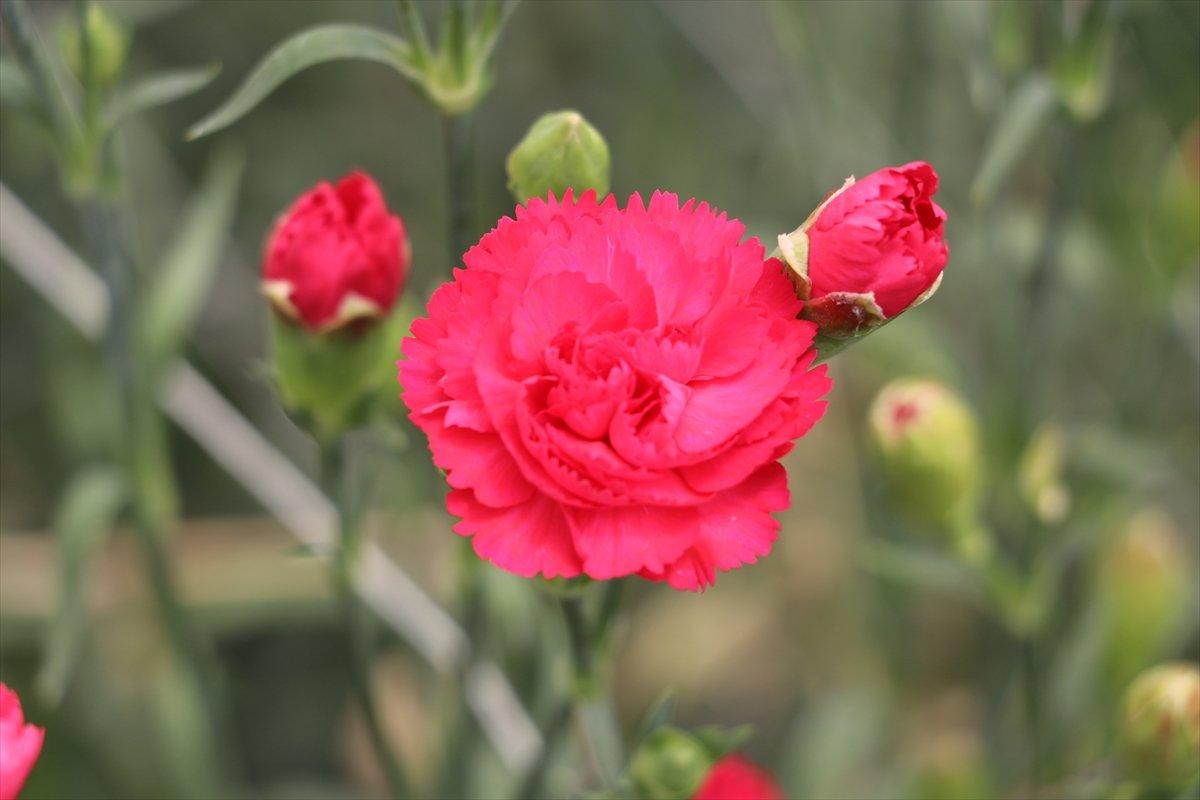 Hollanda'ya karanfil ihracatı