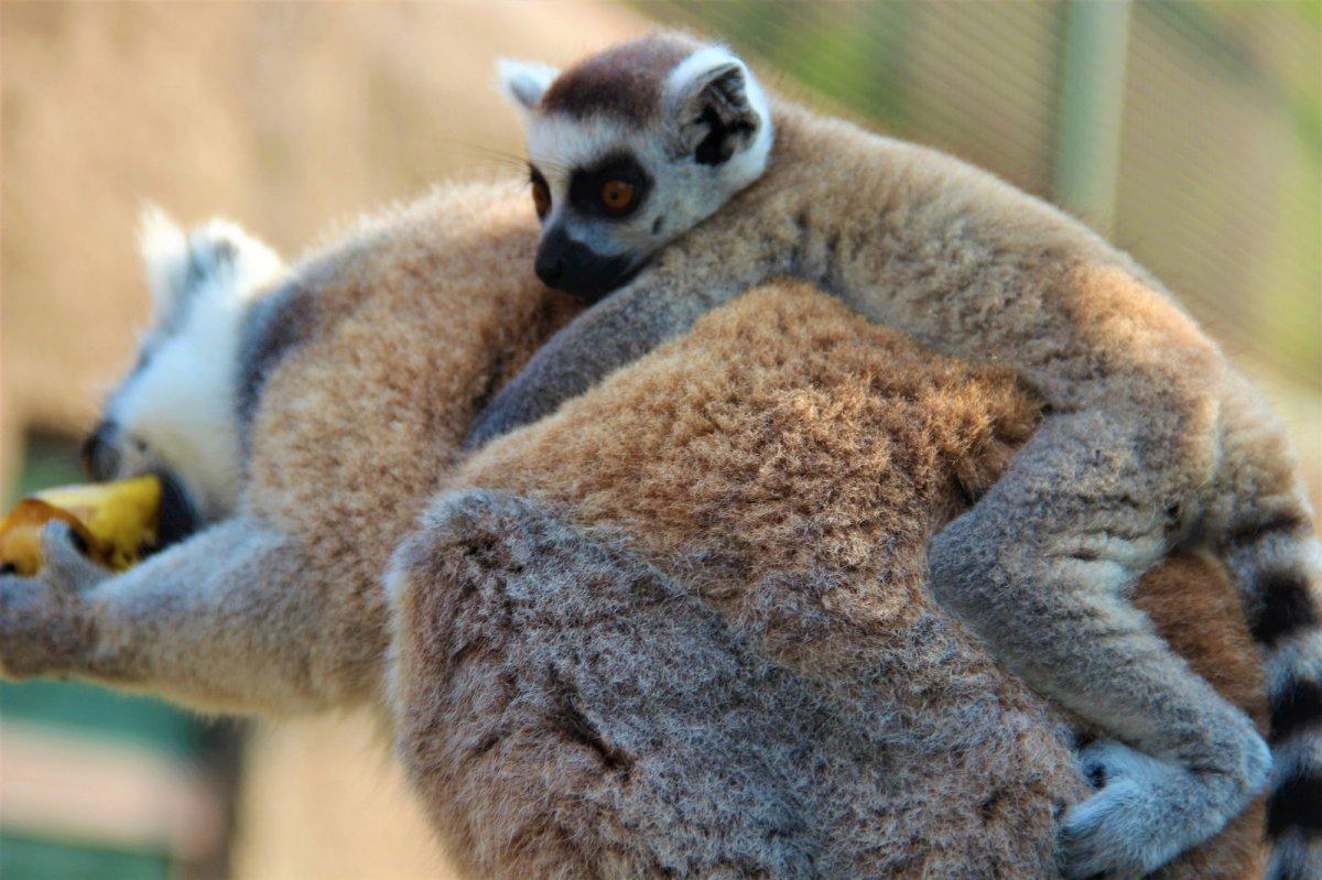 Darıca'da 21 lemur var