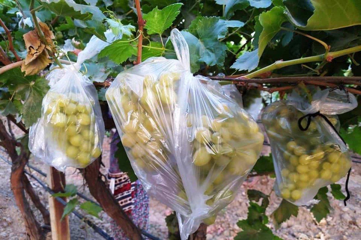 Manisa'da bir çiftçi 4 bin salkım üzümü çöp poşetleriyle kapladı