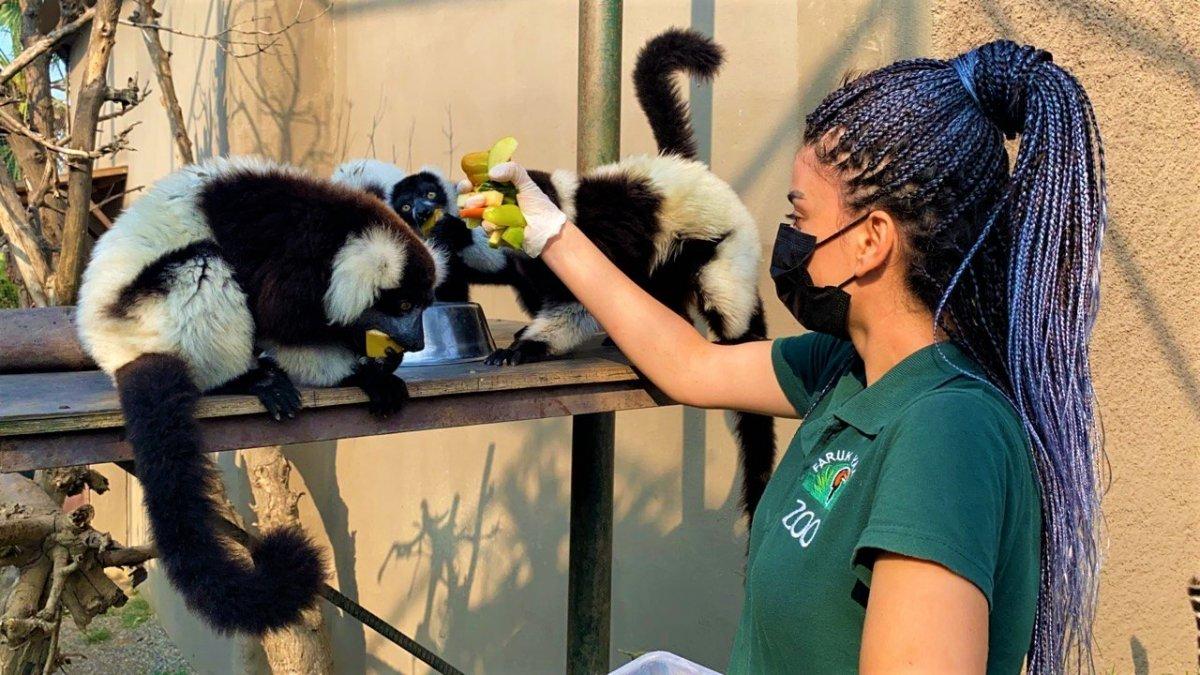 Darıca'da 21 lemur var