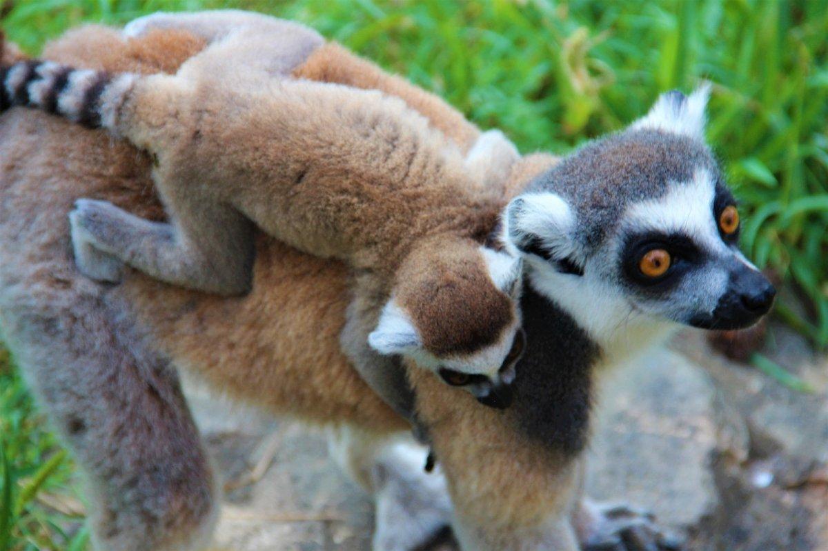 Darıca'da 21 lemur var