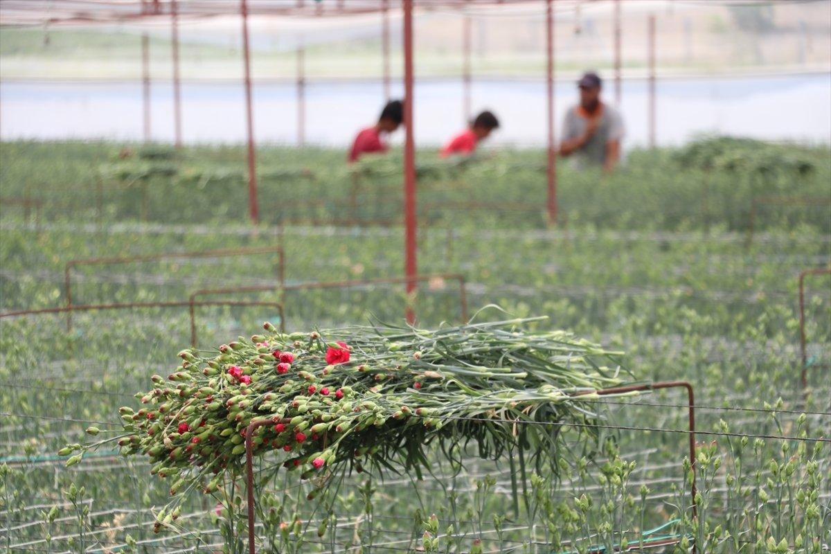 Hollanda'ya karanfil ihracatı
