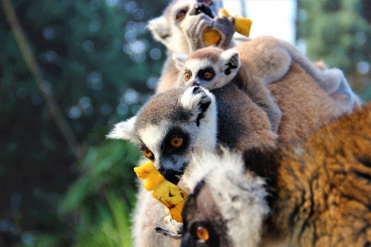 Darıca'da 21 lemur var