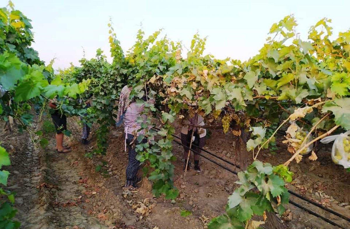 Manisa'da bir çiftçi 4 bin salkım üzümü çöp poşetleriyle kapladı