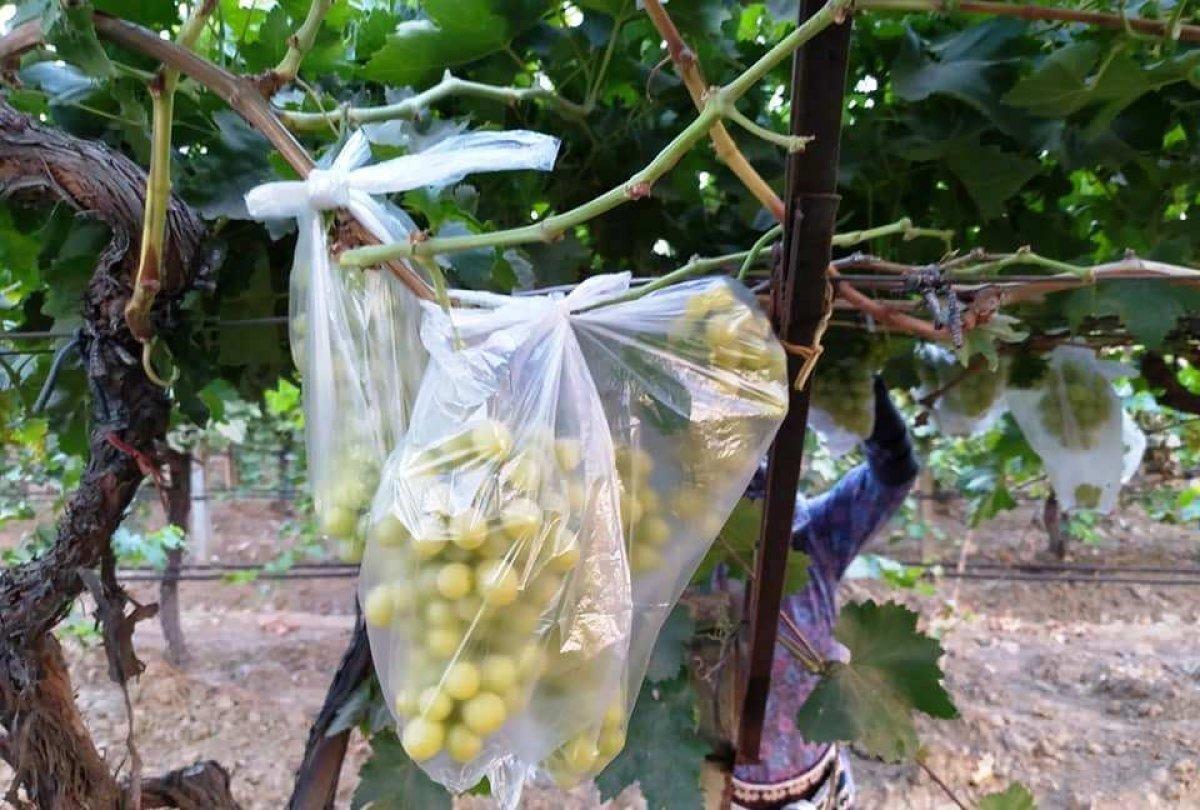 Manisa'da bir çiftçi 4 bin salkım üzümü çöp poşetleriyle kapladı