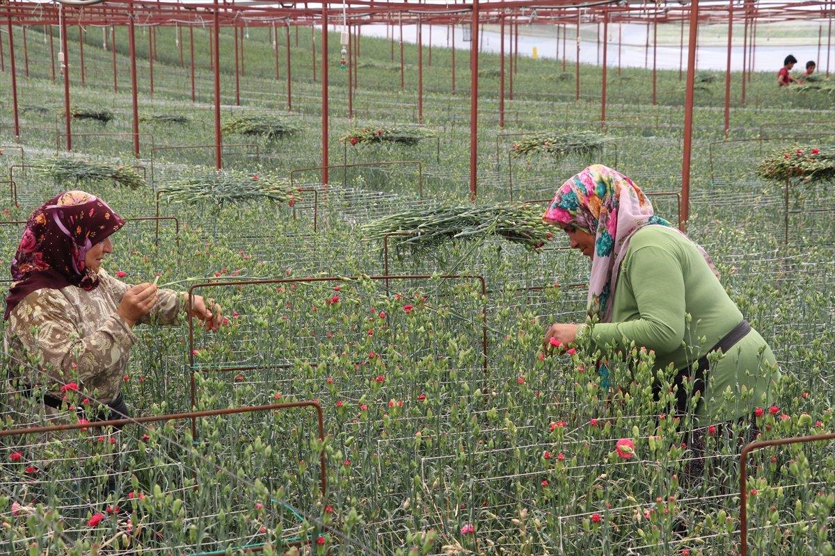 Hollanda'ya karanfil ihracatı
