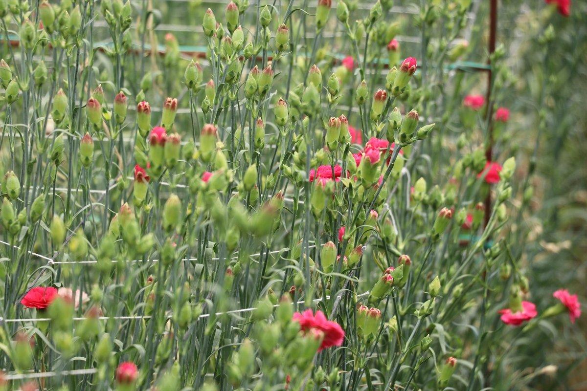 Hollanda'ya karanfil ihracatı