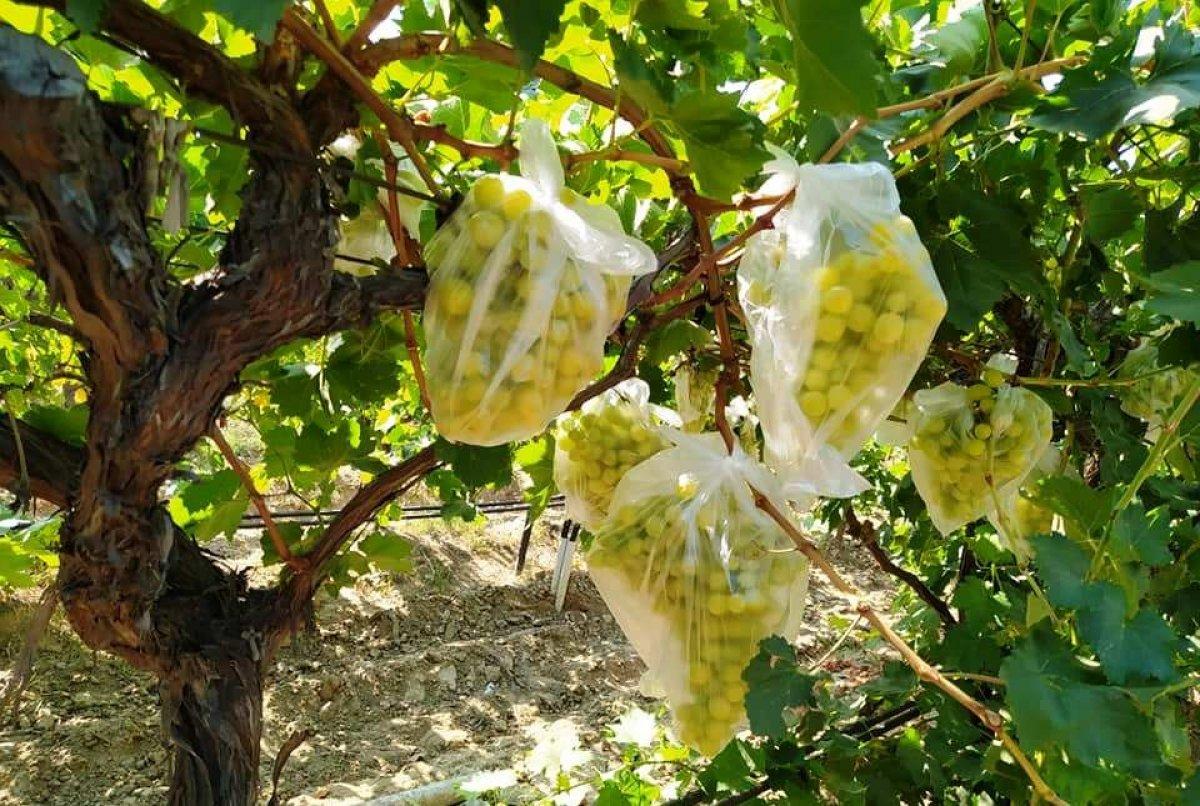 Manisa'da bir çiftçi 4 bin salkım üzümü çöp poşetleriyle kapladı