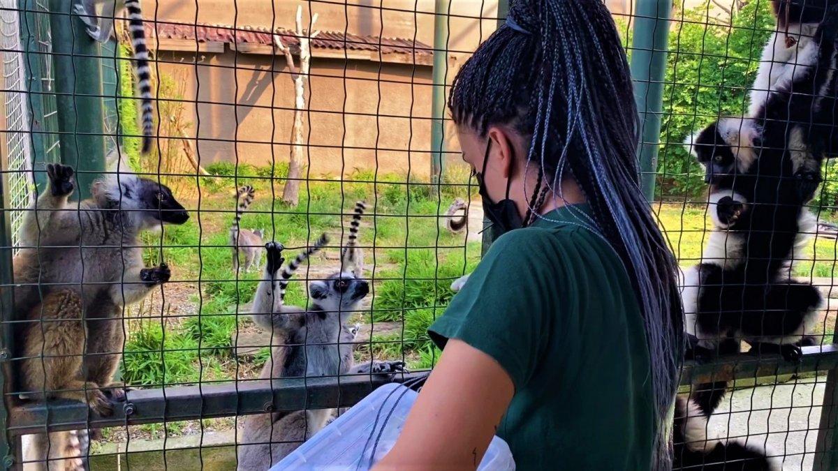 Darıca'da 21 lemur var