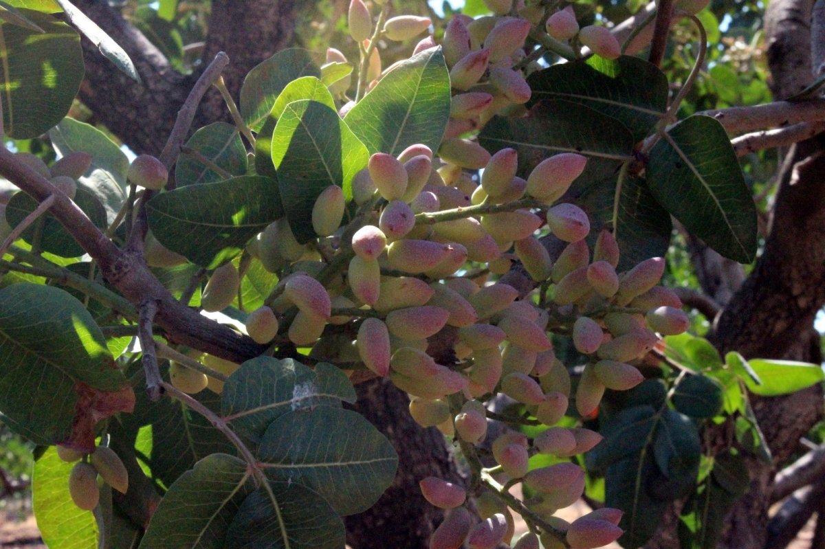 Boz fıstık hasadı başladı