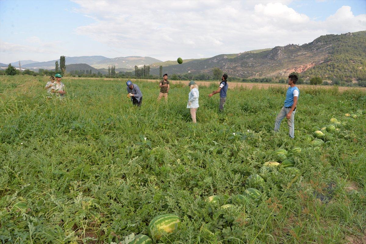 Bilecik'te karpuz hasadı