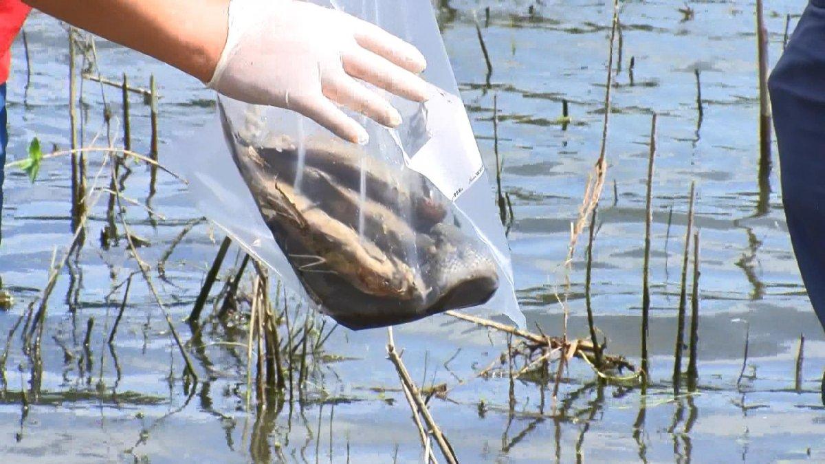 Alibeyköy Barajı'nda balık ölümleri sonrası yetkililer sudan numune aldı