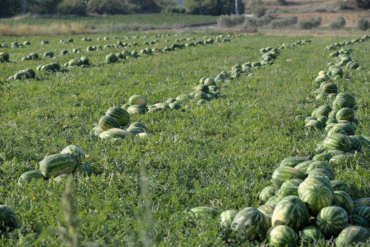 Bilecik'te karpuz hasadı