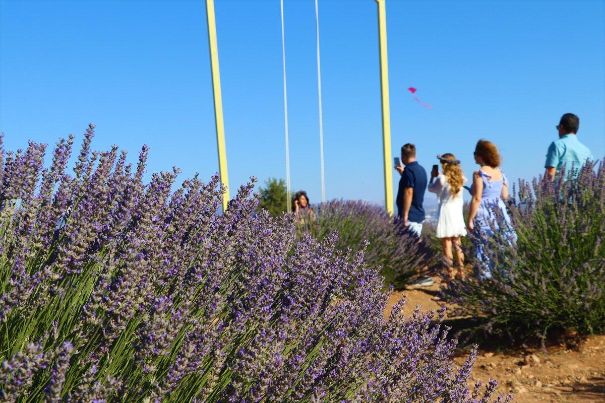 Isparta'ya lavanta vadisi kuruluyor