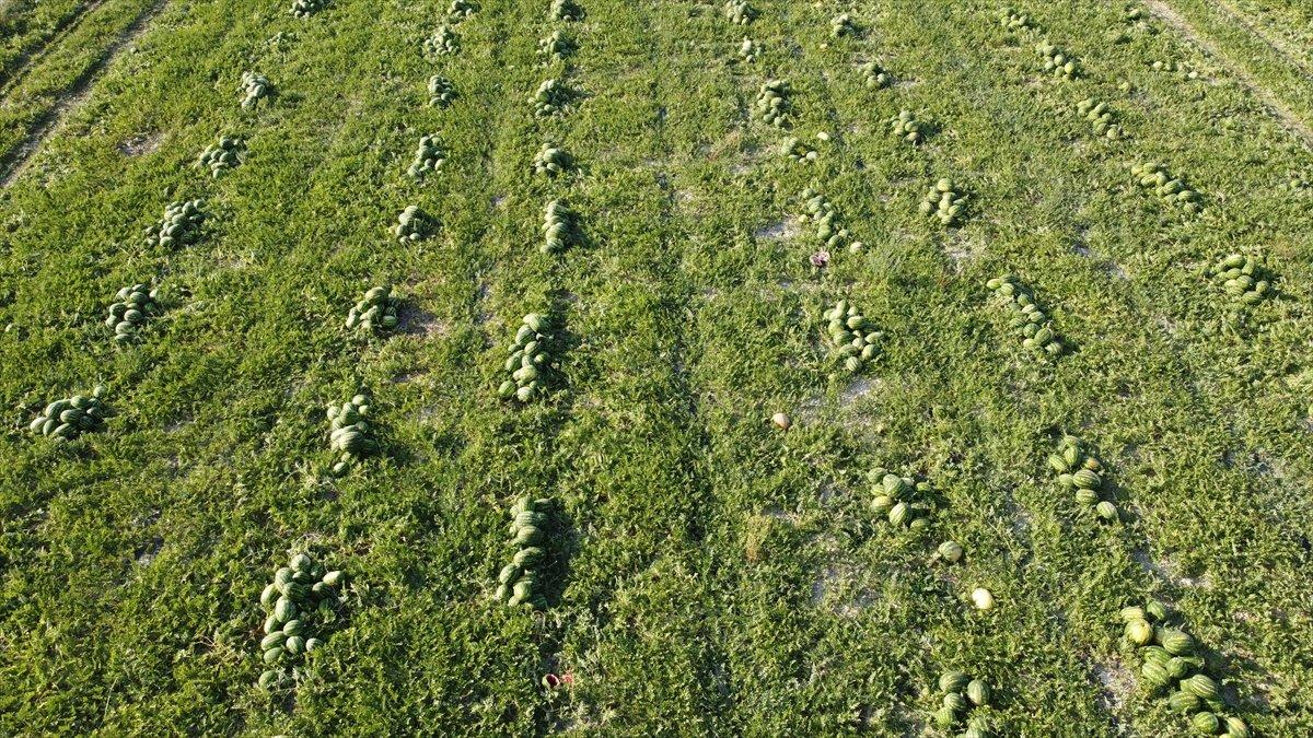 Bilecik'te karpuz hasadı