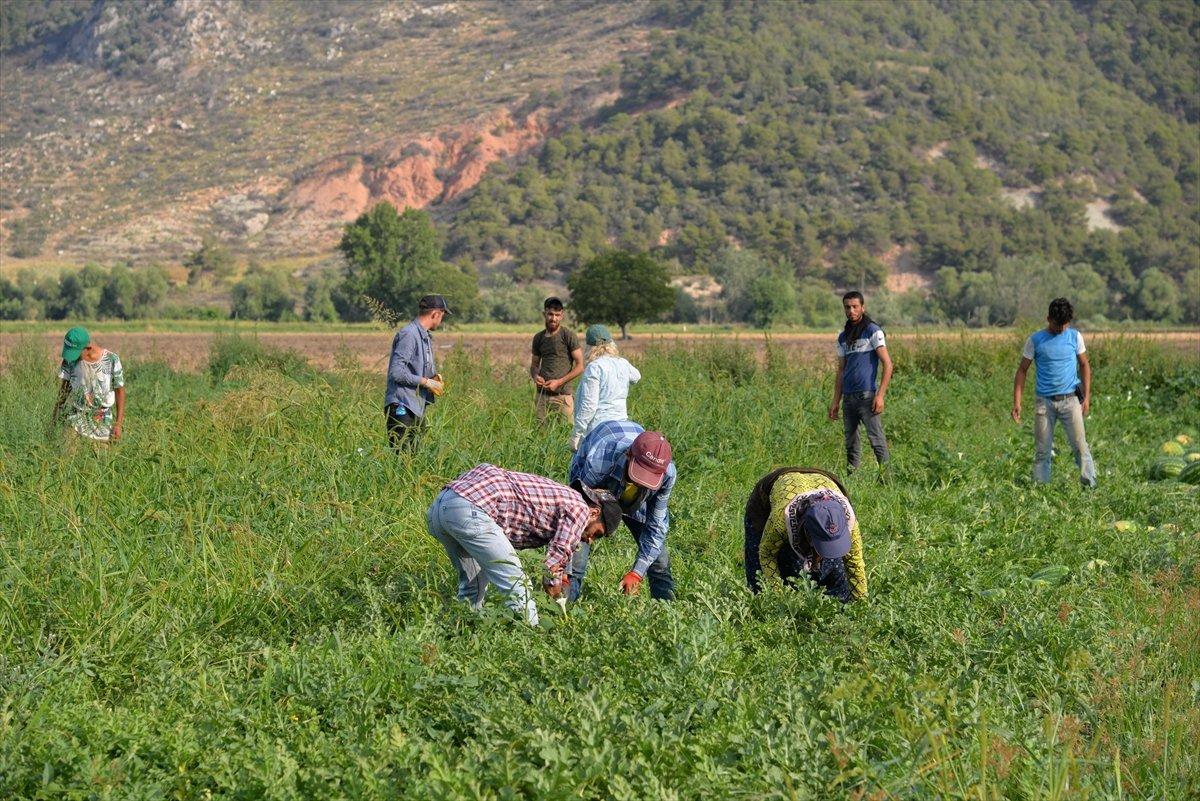 Bilecik'te karpuz hasadı