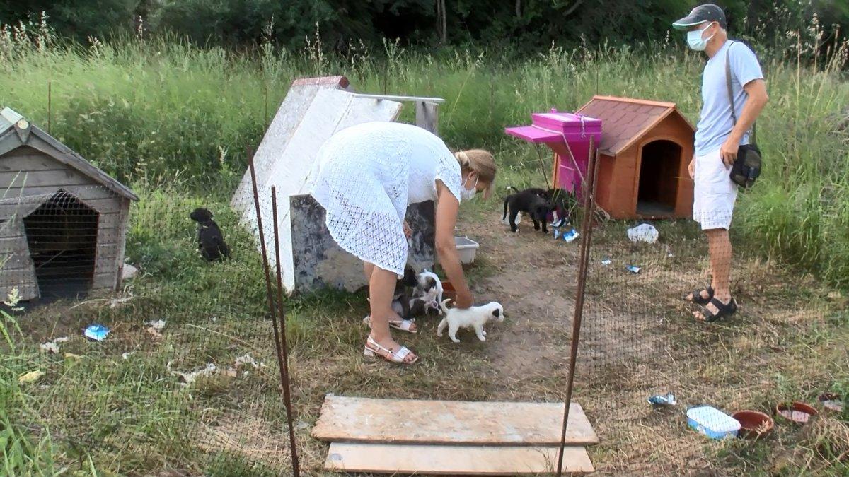 Sarıyer'de yavru köpeği diri diri yaktılar