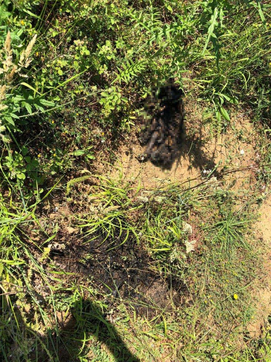 Sarıyer'de yavru köpeği diri diri yaktılar