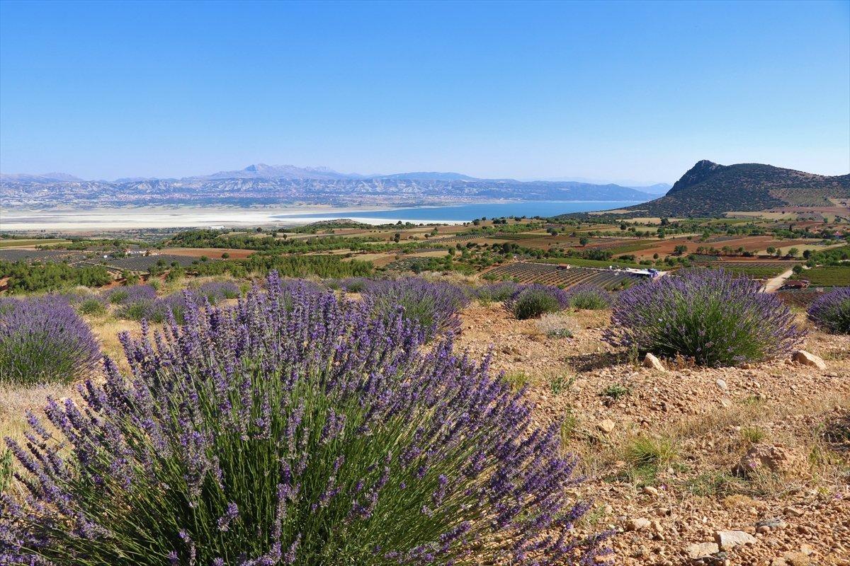 Isparta'ya lavanta vadisi kuruluyor