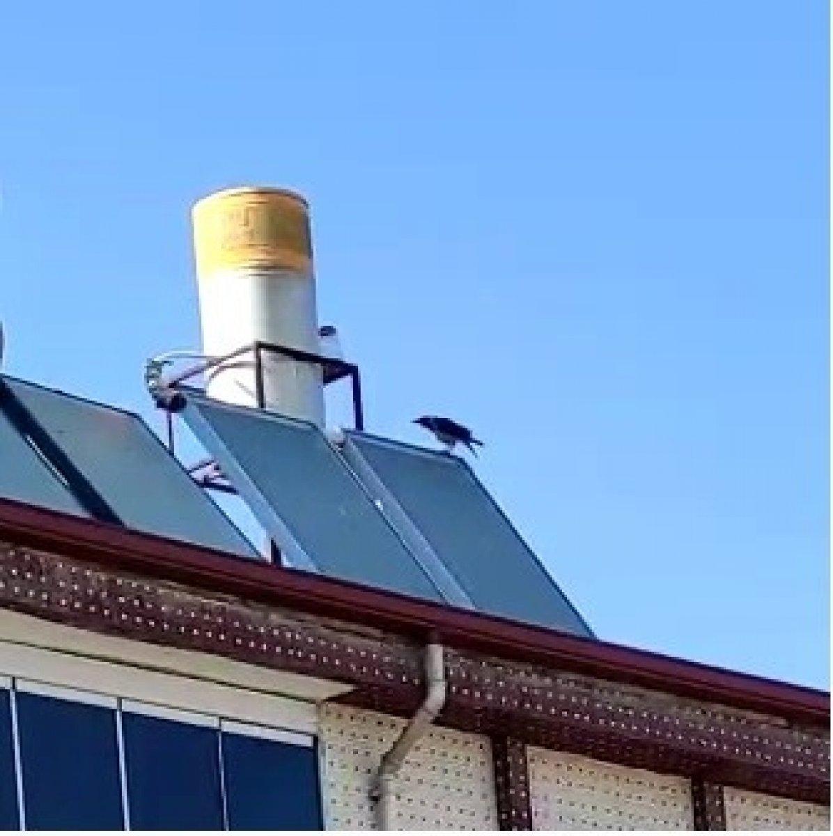 Elazığ’da ’Allah’ diye bağıran karga