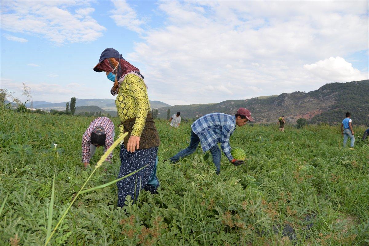 Bilecik'te karpuz hasadı