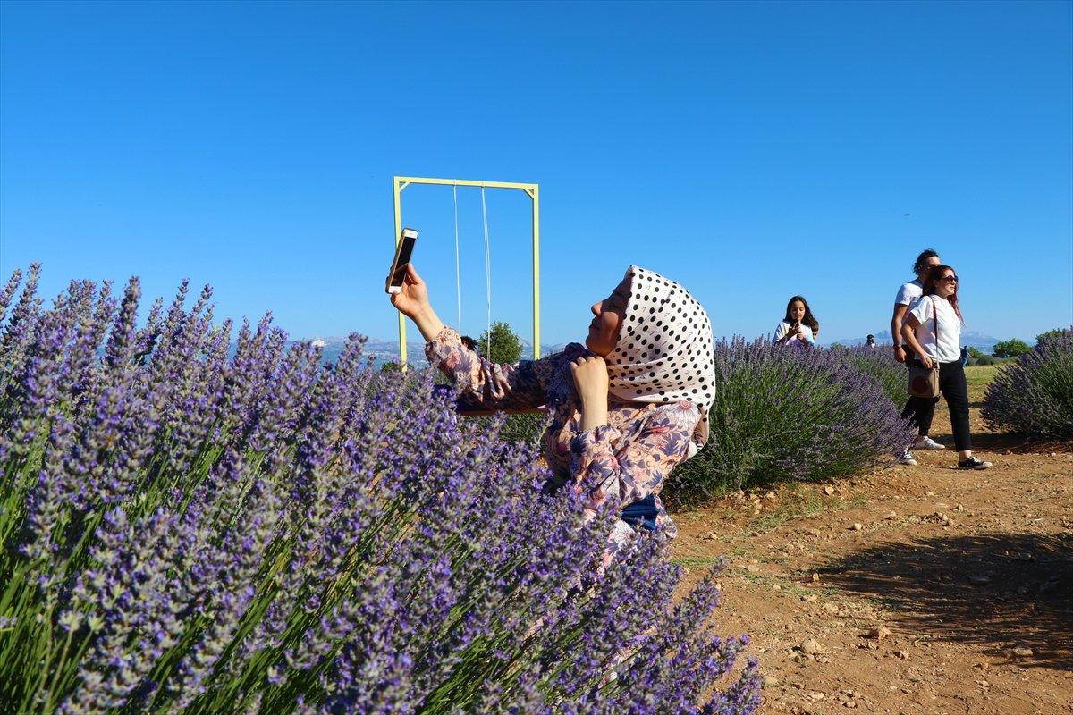 Isparta'ya lavanta vadisi kuruluyor