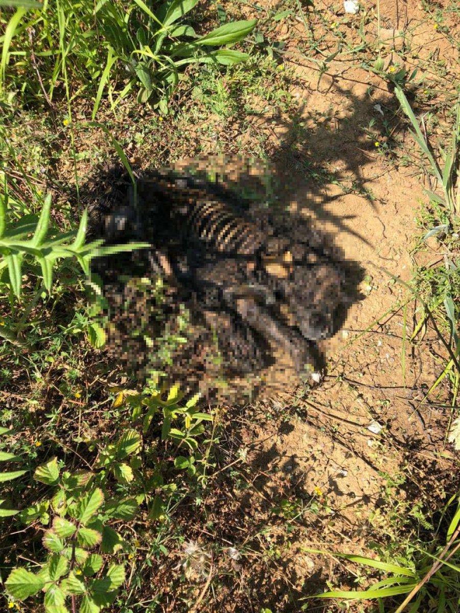 Sarıyer'de yavru köpeği diri diri yaktılar