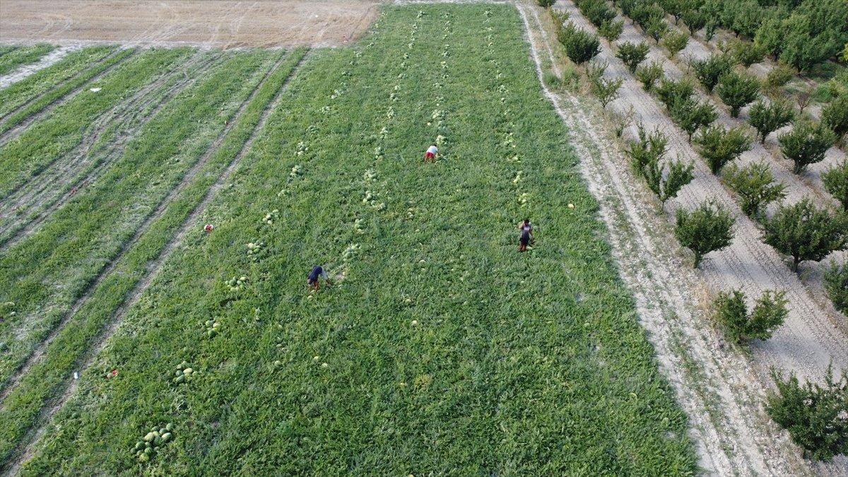 Bilecik'te karpuz hasadı