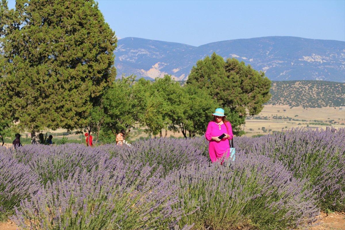 Isparta'ya lavanta vadisi kuruluyor