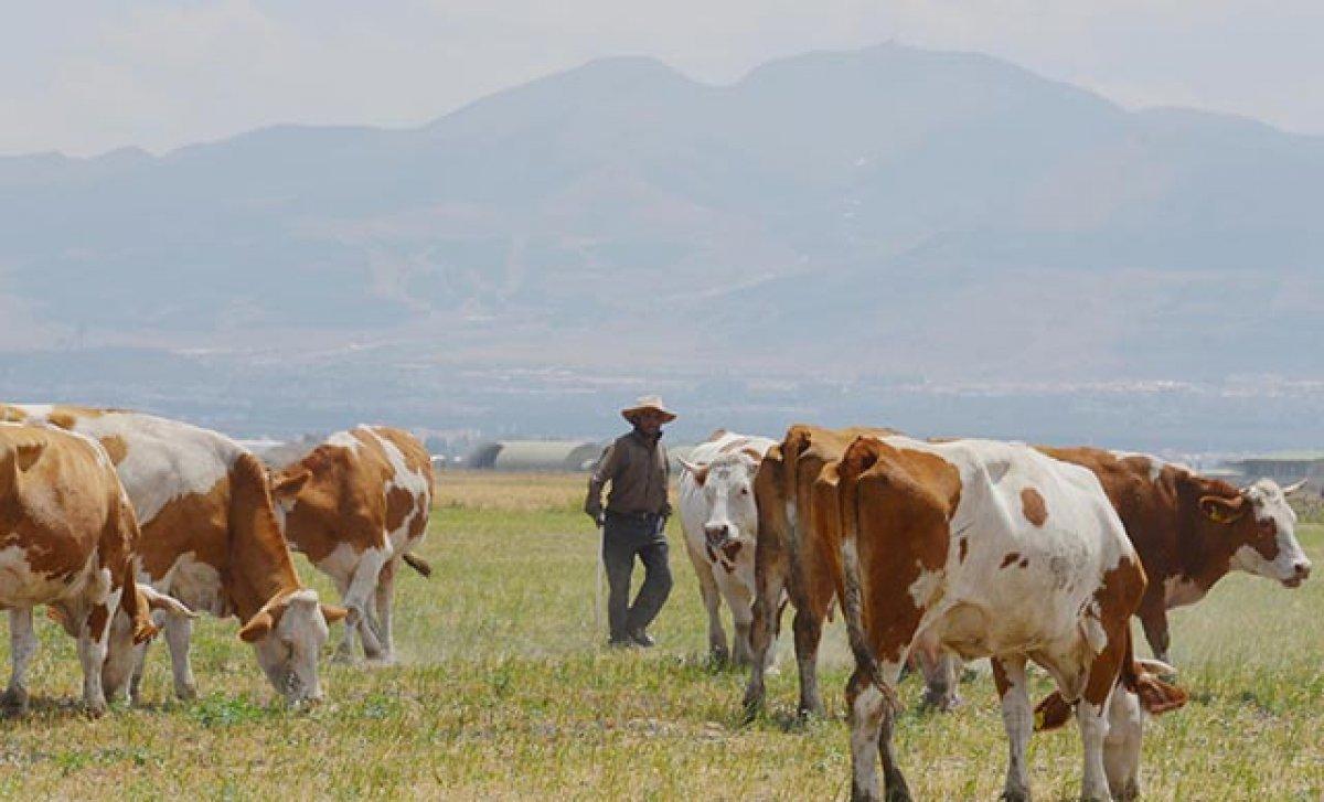 Erzurum'da çoban sıkıntısı: 7 bin lirayı beğenmiyorlar