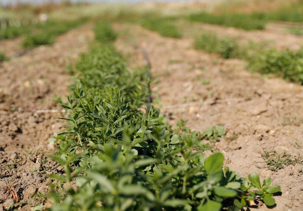 Edirne Kırmızısı rengi geri geliyor