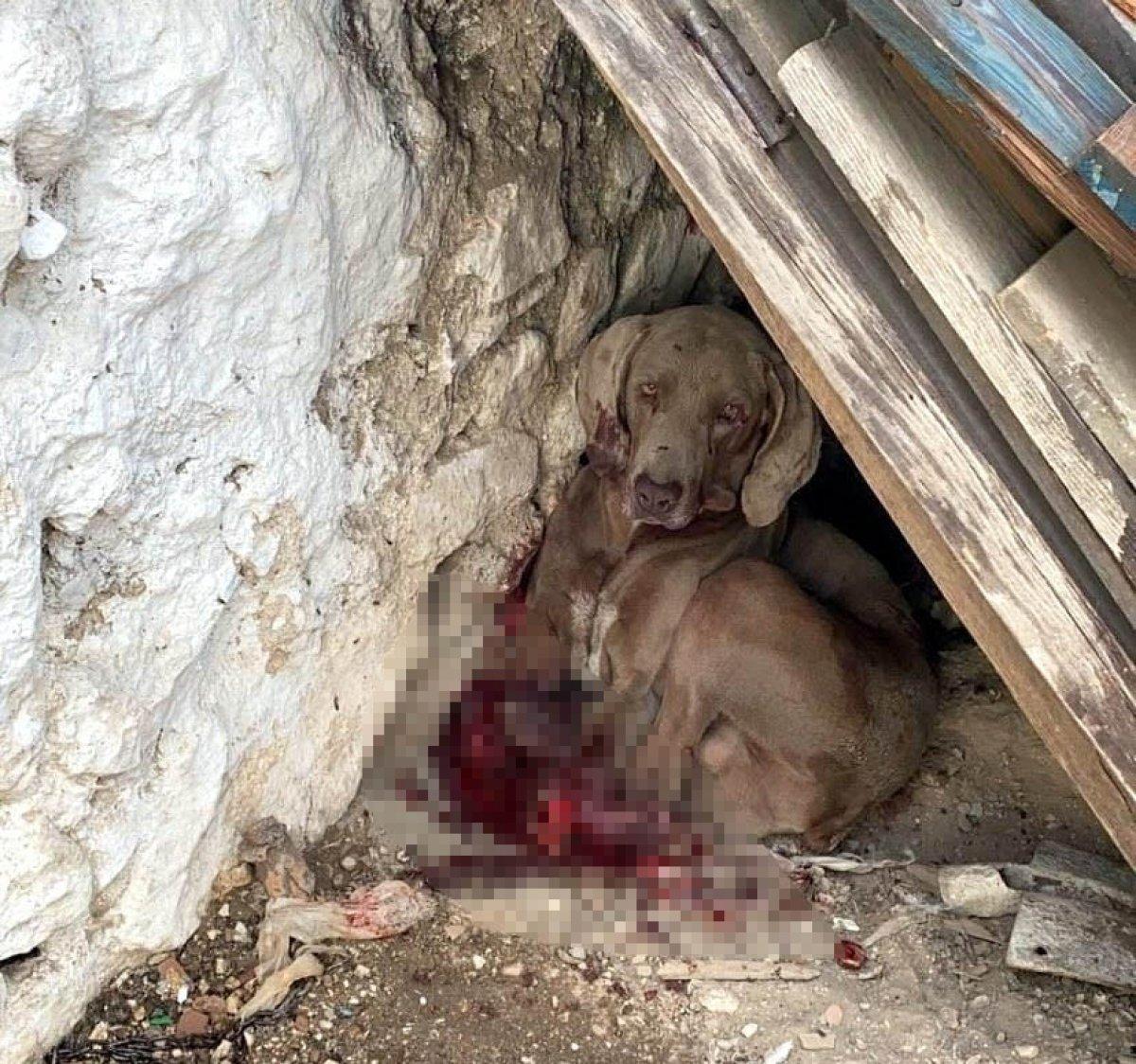 Muğla'da pompalı tüfekle köpeğini öldürdü
