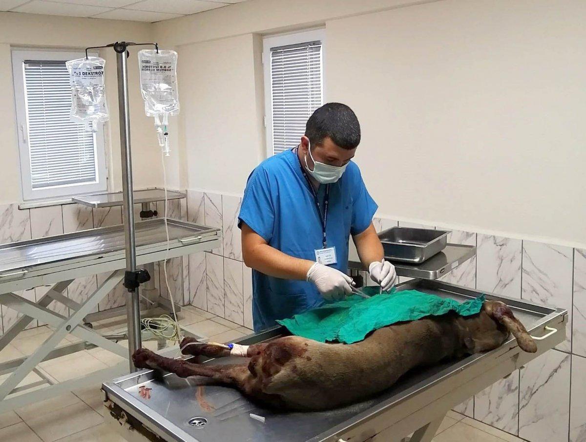 Muğla'da pompalı tüfekle köpeğini öldürdü