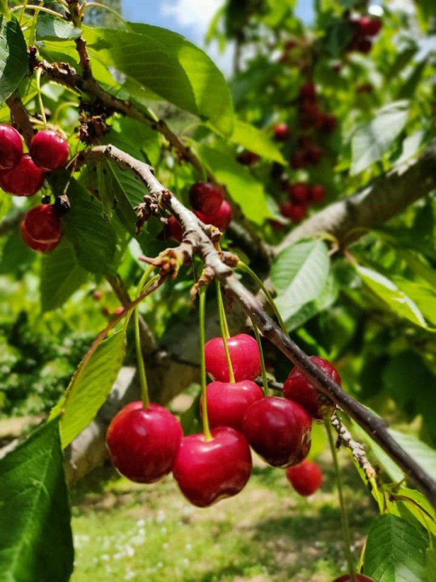 Kiraz üretimi yüz güldürdü