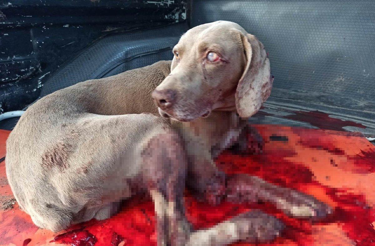 Muğla'da pompalı tüfekle köpeğini öldürdü