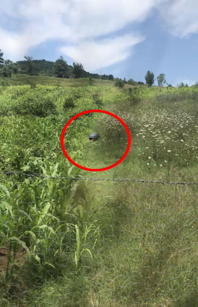 Bartın'da köpeğe cinsel istismar