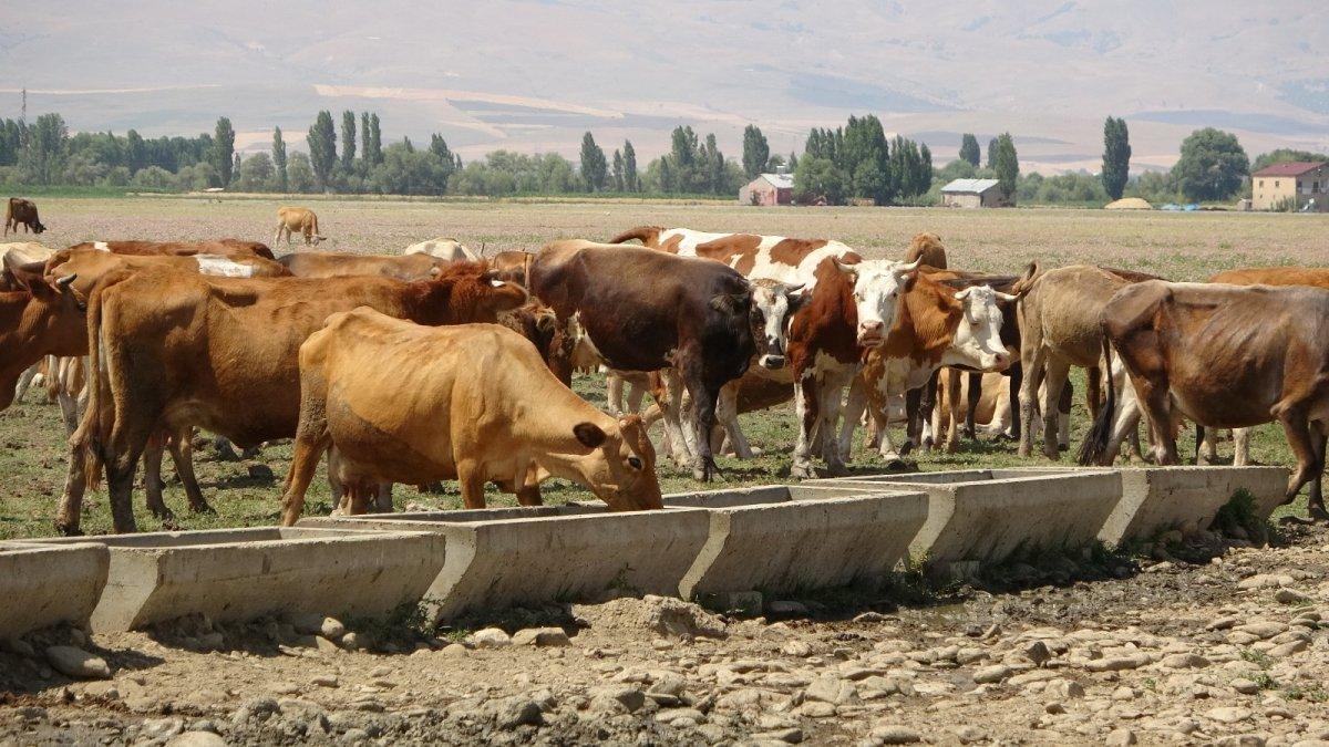Hayvancılık destekleri arttı