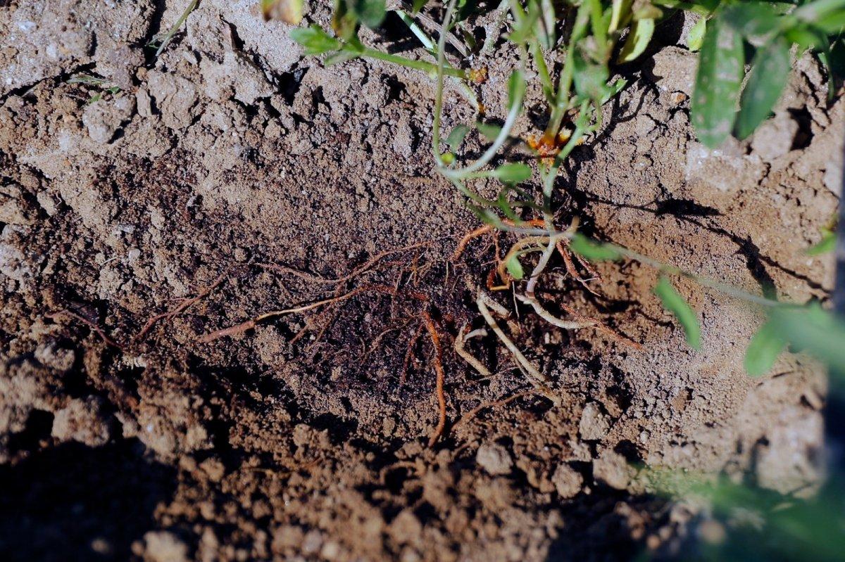 Edirne Kırmızısı rengi geri geliyor