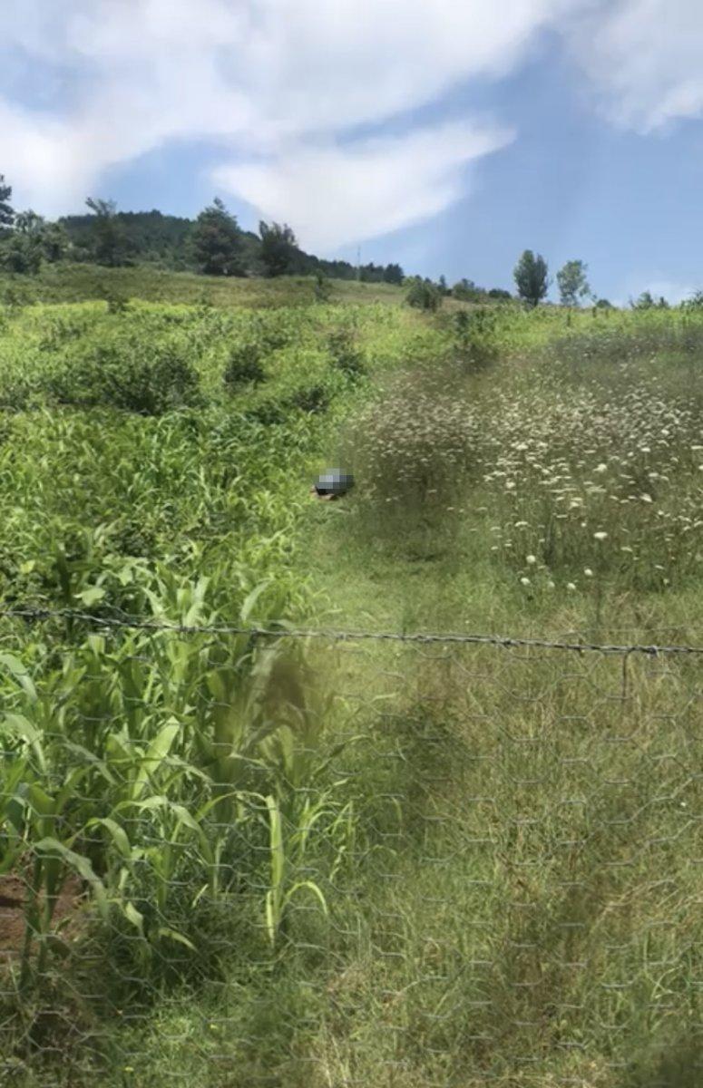 Bartın'da köpeğe cinsel istismar