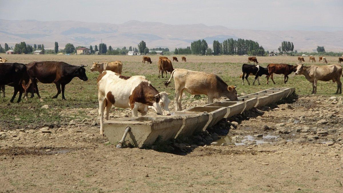 Hayvanlar temiz su içtiği için hastalanmadı