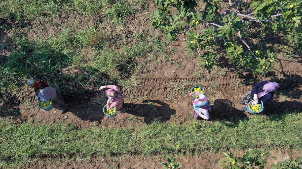 Aydın'da incir hasadı başladı