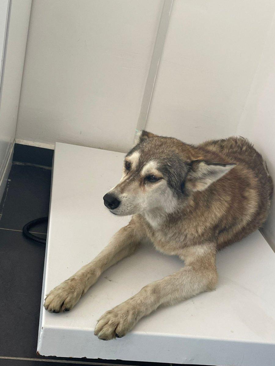 Sarıyer’de köpeği ezip yoluna devam etti