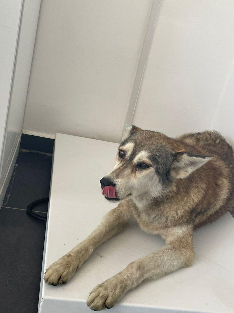 Sarıyer’de köpeği ezip yoluna devam etti